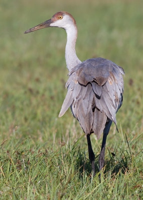 sandhill crane 180