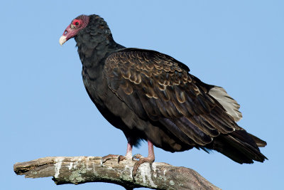 turkey vulture 111
