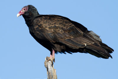 turkey vulture 112