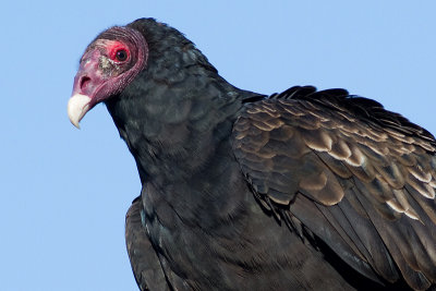 turkey vulture 113