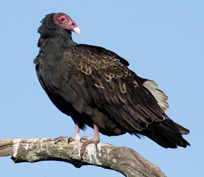 turkey vulture 114