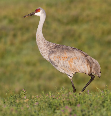 sandhill crane 186
