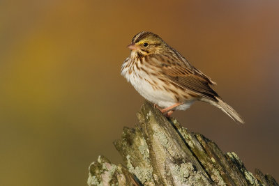 savannah sparrow 67