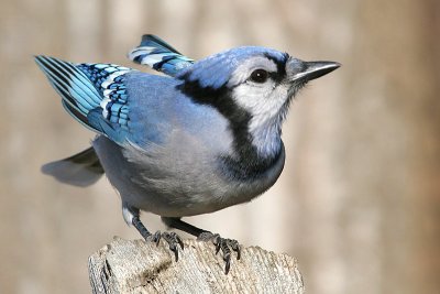 Bluejay