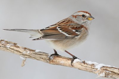 american tree sparrow 48