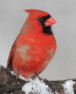 cardinal 256