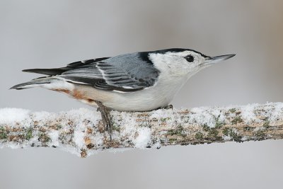 white-breasted nuthatch 169