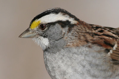 white-throated sparrow 46