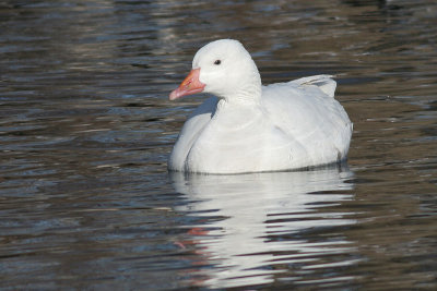 white goose 14