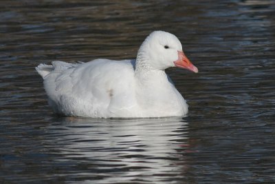 white goose 15