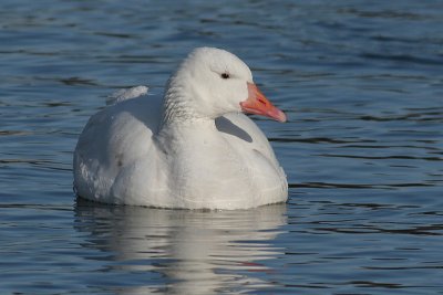 white goose 16