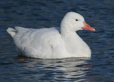 white goose 17