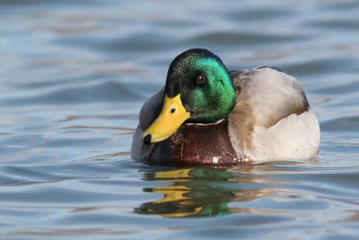 mallard 46