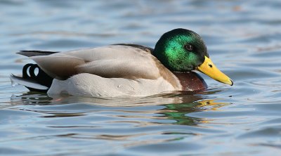 mallard 47