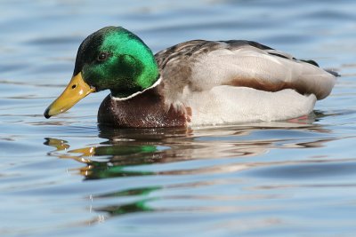 mallard 48