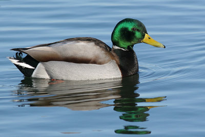 Mallard - Male