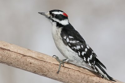 downy woodpecker 222