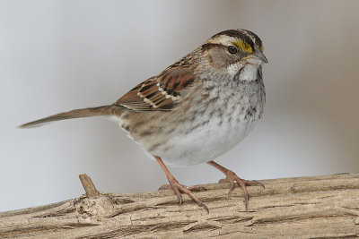 white-throated sparrow 49