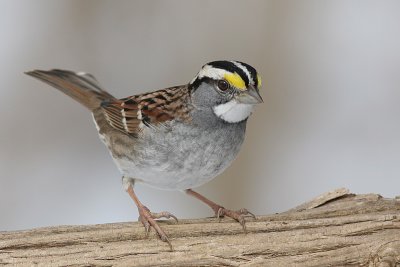 white-throated sparrow 50