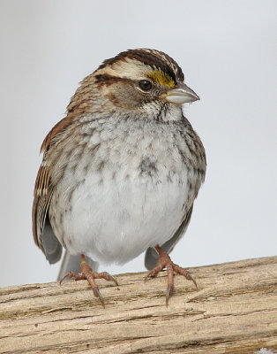 white-throated sparrow 51