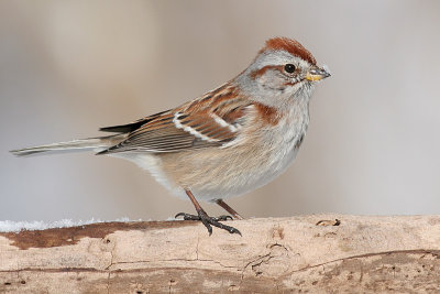 american tree sparrow 50