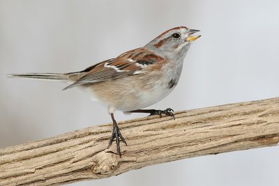 american tree sparrow 51
