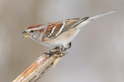american tree sparrow 52