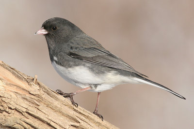 junco 102