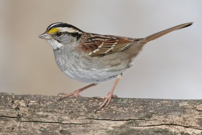 white-throated sparrow 53