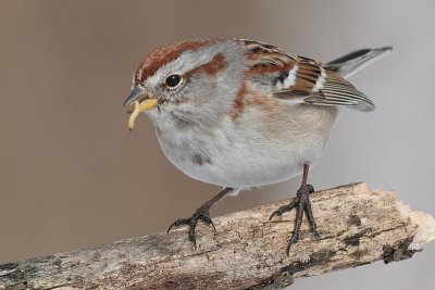 american tree sparrow 54