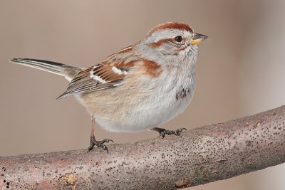 american tree sparrow 55