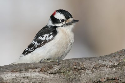 downy woodpecker 433