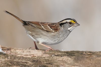 white-throated sparrow 57