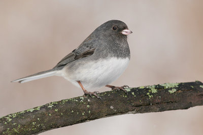 junco114