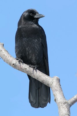 crow 4