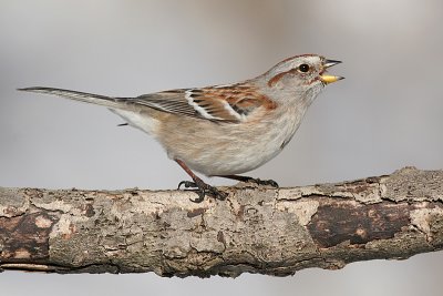 american tree sparrow 56