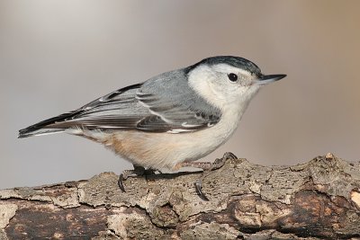 white-breasted nuthatch 180