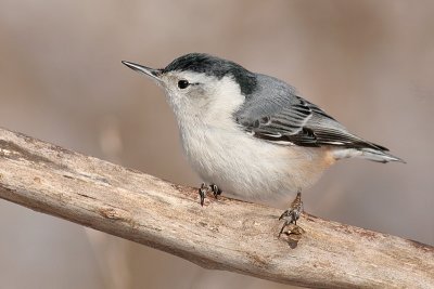 white-breasted nuthatch 181