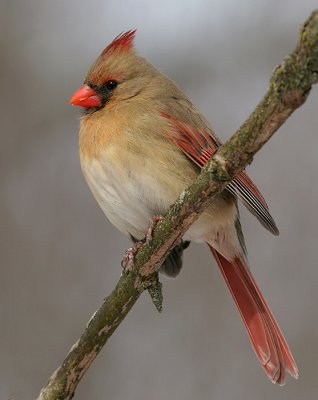 cardinal 262