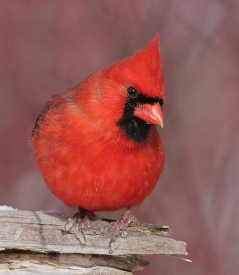 cardinal 263