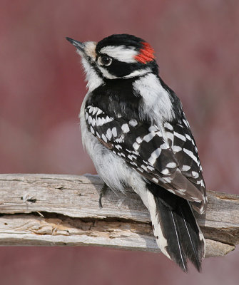 downy woodpecker 440