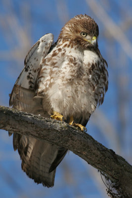 red-tailed hawk 69