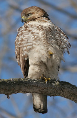 red-tailed hawk 70