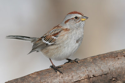 american tree sparrow 58