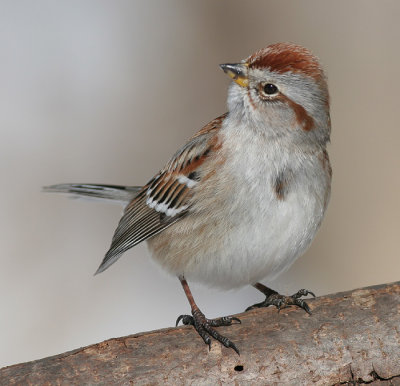 american tree sparrow 59