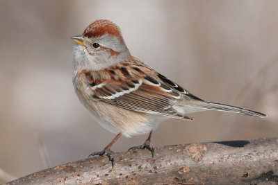 american tree sparrow 60