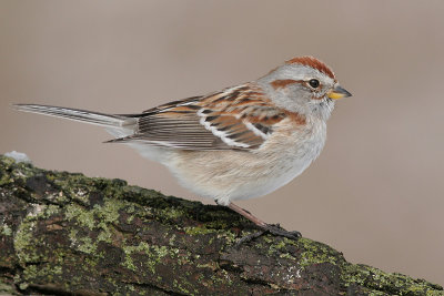american tree sparrow 61