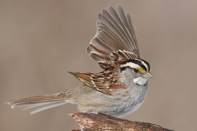 white-throated sparrow 77