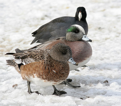 coot and wigeon 2