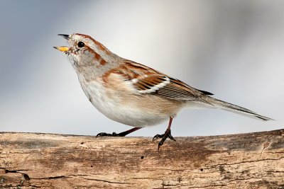 american tree sparrow 64